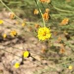 Thelesperma megapotamicum Flower