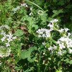 Stenaria nigricans Fleur