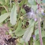 Campanula erinus Листок