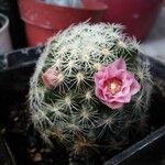 Mammillaria barbata Koor