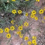 Coronilla minima Flower