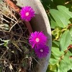 Delosperma cooperiFleur