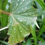 Begonia aconitifolia Blad