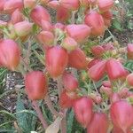 Kalanchoe gastonis-bonnieri Kwiat