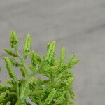 Cryptogramma crispa Blatt