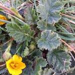 Geum sylvaticumFlower