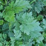 Artemisia princeps List