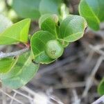 Flacourtia indica Fruit