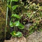 Lysimachia nemorum Blatt