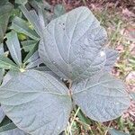 Calopogonium mucunoides Leaf