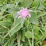 Centaurea nigrescens Natur