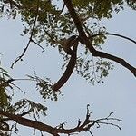 Parkia biglobosa ഫലം