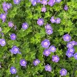 Geranium platypetalum Kvet