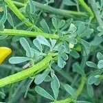 Cytisus fontanesii Leaf