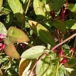 Gomphrena globosa Blad