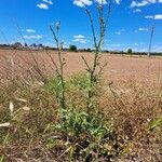 Carduus tenuiflorus Alkat (teljes növény)