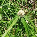 Cyperus melanospermus Folha