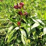 Gentiana purpurea Blüte