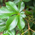 Vitex ferruginea Hostoa