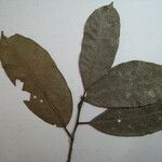 Trymatococcus amazonicus Otro