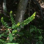 Dasistoma macrophylla Hábito