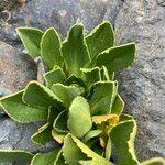 Valeriana nivalis Leaf