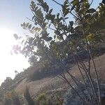 Dais cotinifolia Συνήθη χαρακτηριστικά