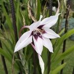 Gladiolus murielae Flower