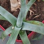 Agave asperrima Leaf