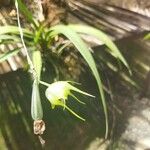 Aeranthes arachnites Flower