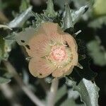 Mentzelia involucrata Flower