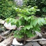 Fraxinus nigra Feuille