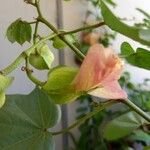 Gossypium herbaceum Virág