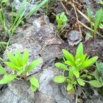 Myosotis sparsiflora Natur