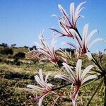 Crinum harmsiiKukka