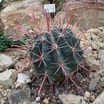 Ferocactus emoryi Habit
