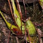 Maxillaria egertoniana Кара