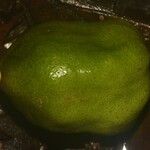 Eugenia wentii Fruit