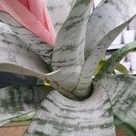 Aechmea fasciata Лист