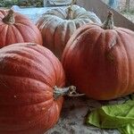 Cucurbita maxima Φρούτο