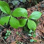 Cornus unalaschkensis Листок