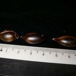 Pouteria reticulata Otro