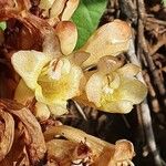 Cistanche tubulosa Virág
