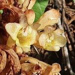 Cistanche tubulosa Blüte