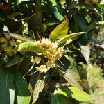 Syzygium aqueum പുഷ്പം