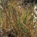 Distichlis spicata Συνήθη χαρακτηριστικά