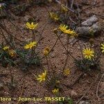 Jacobaea minuta Habit