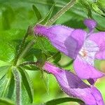 Penstemon tenuis Flower