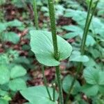 Doronicum pardalianches Foglia