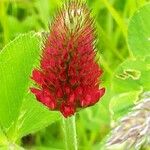 Trifolium incarnatum 花